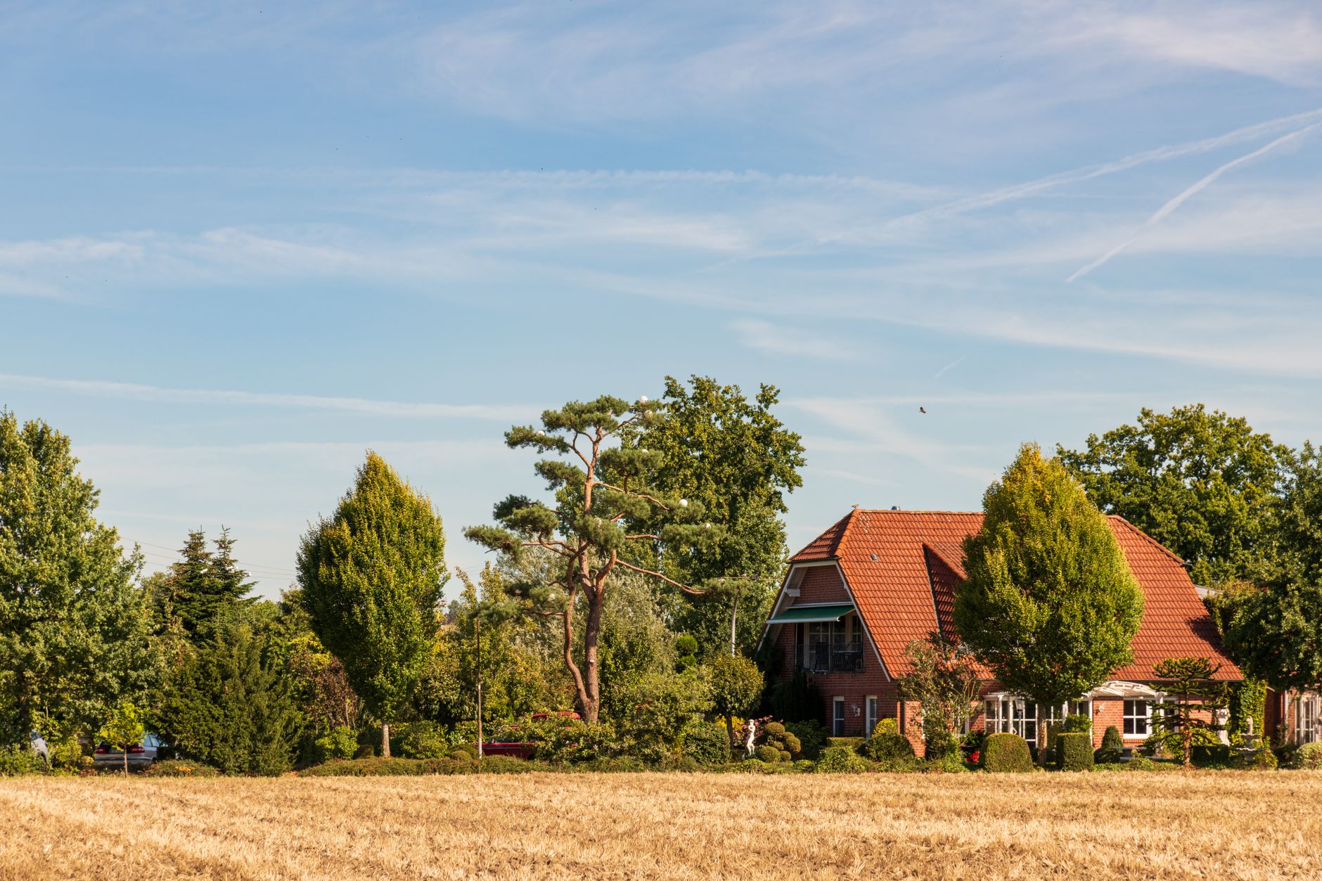 Tree Services